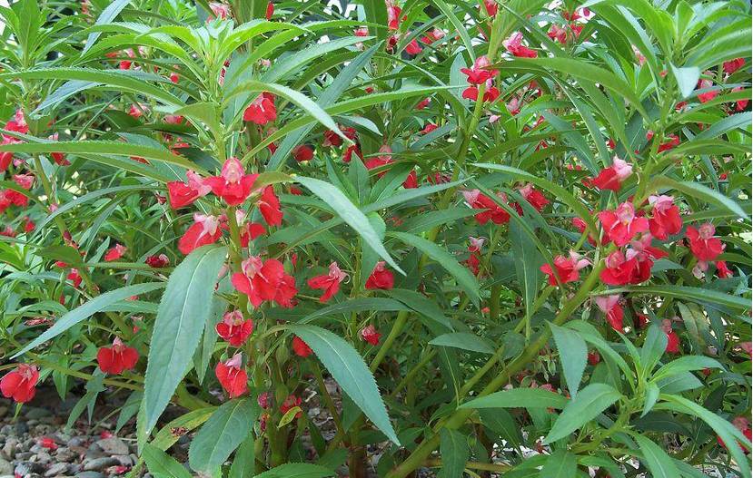 秀丝顿植物染发粉