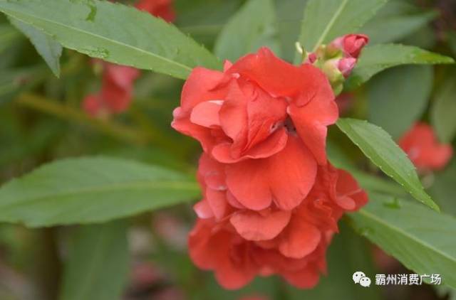 凤仙花