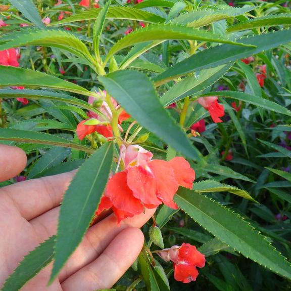 秀丝顿养发馆
